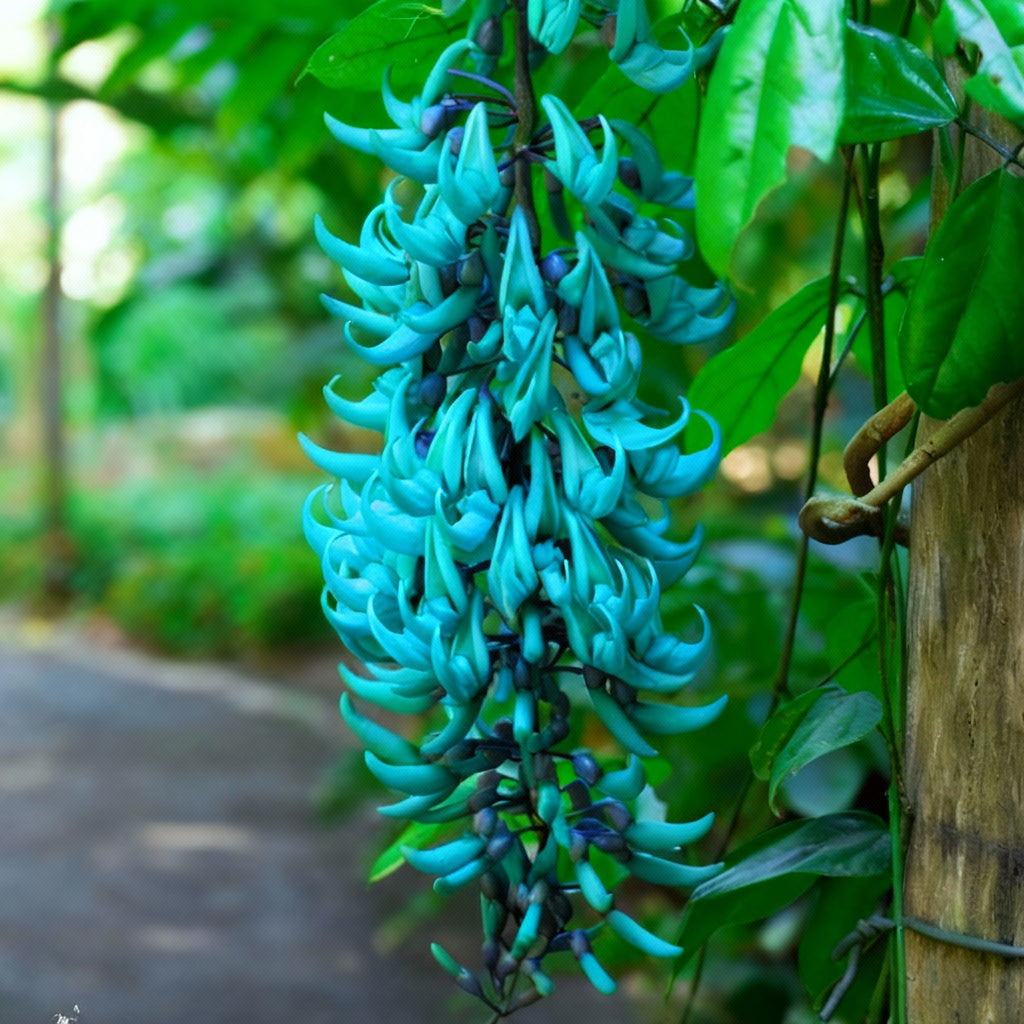 blue jade vine plant Blue Jade Vine