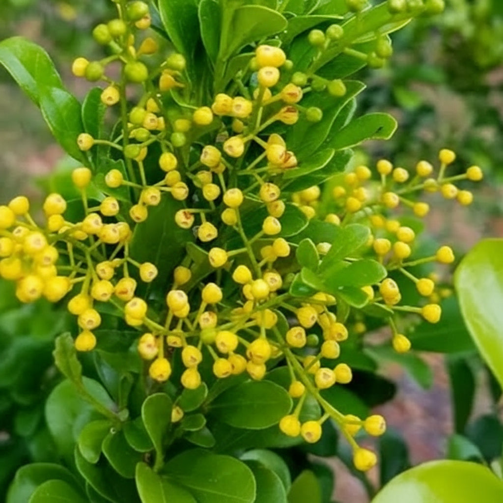 chinese perfume plant indoors Chinese Perfume Plant (Aglaia odorata)