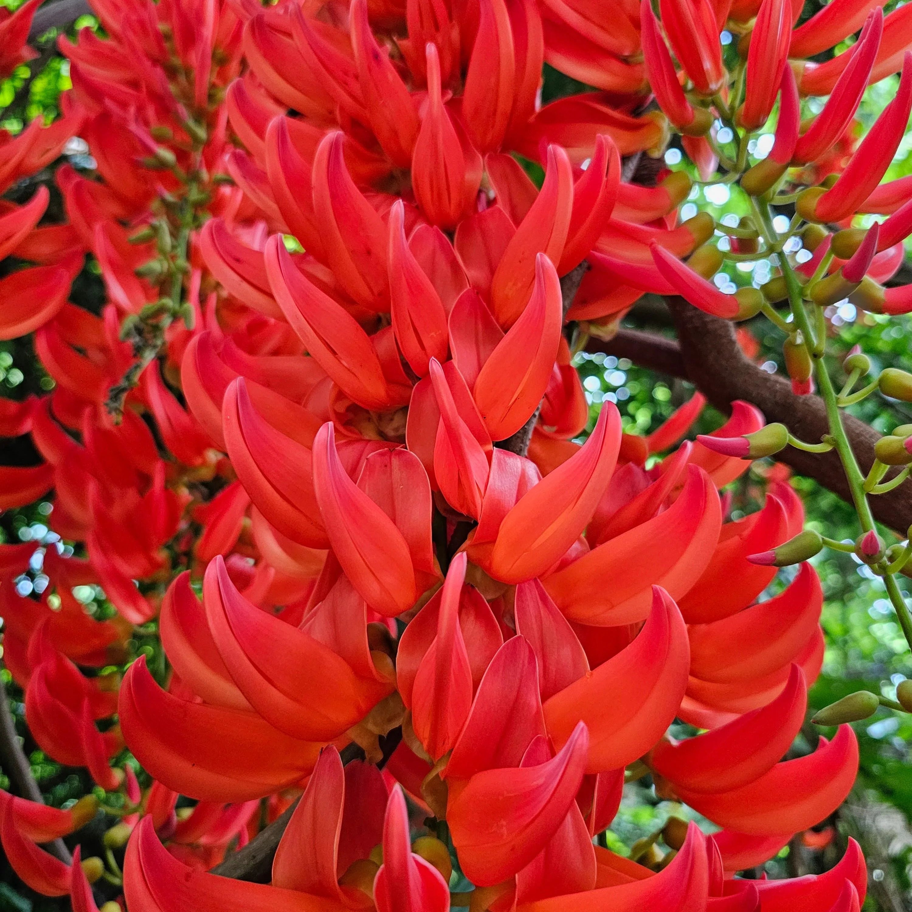 Red jade Vine