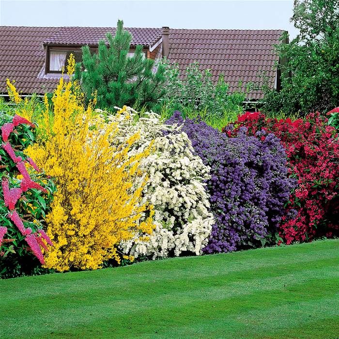 Flowering Shrubs — Color, Beauty &amp