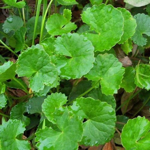 Medicinal Plants – Healing Greens for Natural Wellness