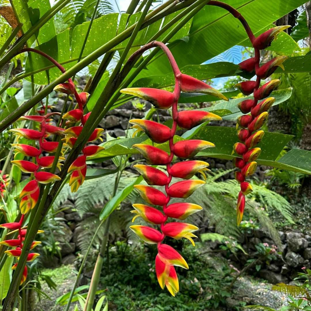 Heliconia and Ginger plants