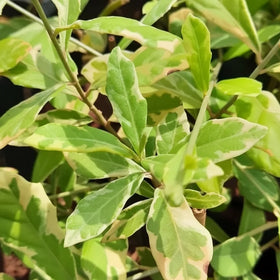 Foliage Creepers