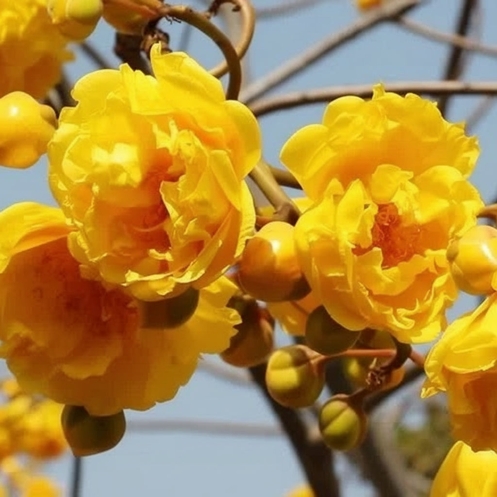 Cochlospermum religiosum Double Petal