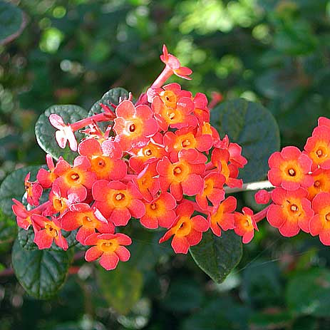 Rondeletia (Panama Rose – Rondeletia odorata – Puncha Rosa)