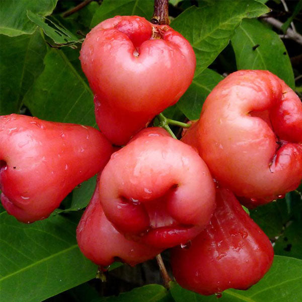 Water Apple (Syzygium aqueum) – Novira Greens