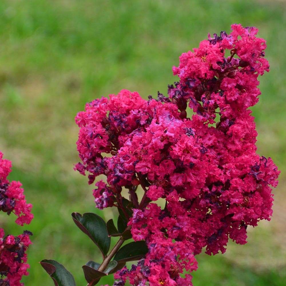 Lagerstroemia Indica (Crape Myrtle – Lagerstroemia indica) Mayflower