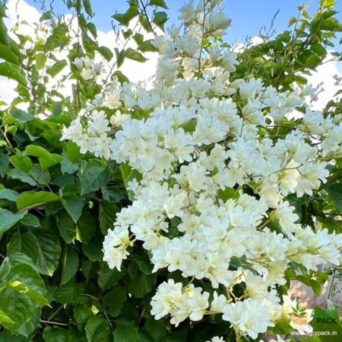 Porana Paniculata – “Manimulla” (Porana paniculata) – Novira Greens