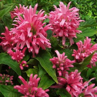 Justicia carnea – Brazilian Plume Flower – Novira Greens