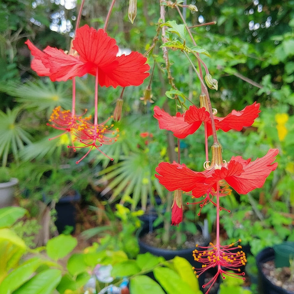 Bright red flowers with long orange-yellow stamens hanging from a vine in a garden setting with green foliage and potted plants in the background.