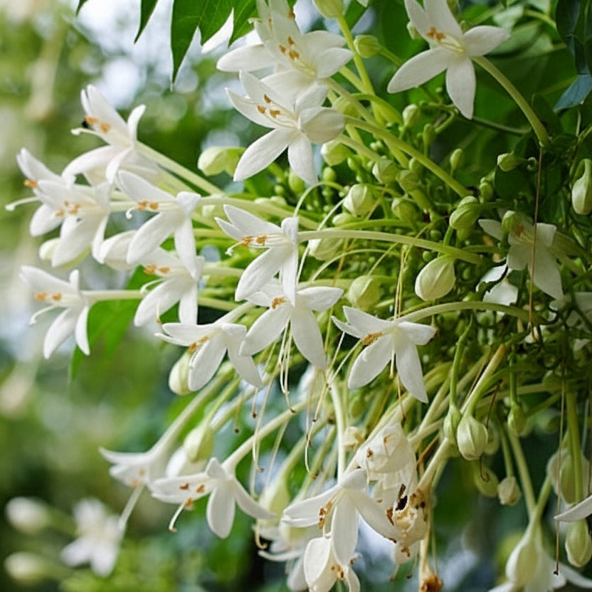 Indian Cork Tree (Millingtonia hortensis)