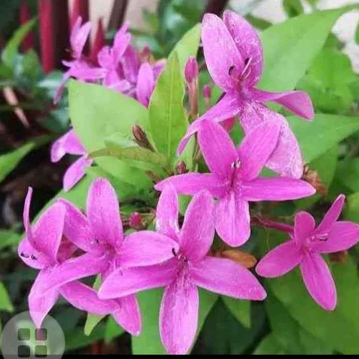 Pseuderanthemum laxiflorum (Shooting Star Plant)