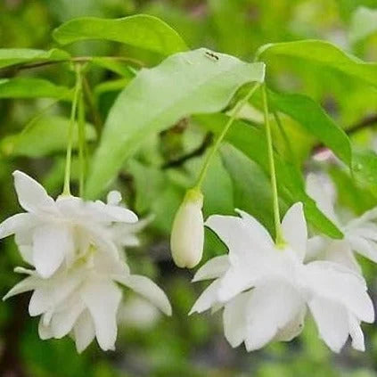 Water Jasmine Double Petal (Wrightia religiosa – Double Flowered)