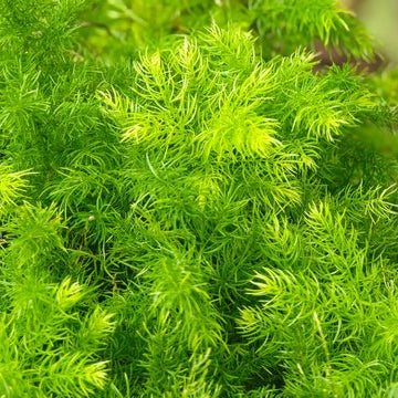 Asparagus racemosus (Shatavari) – Novira Greens