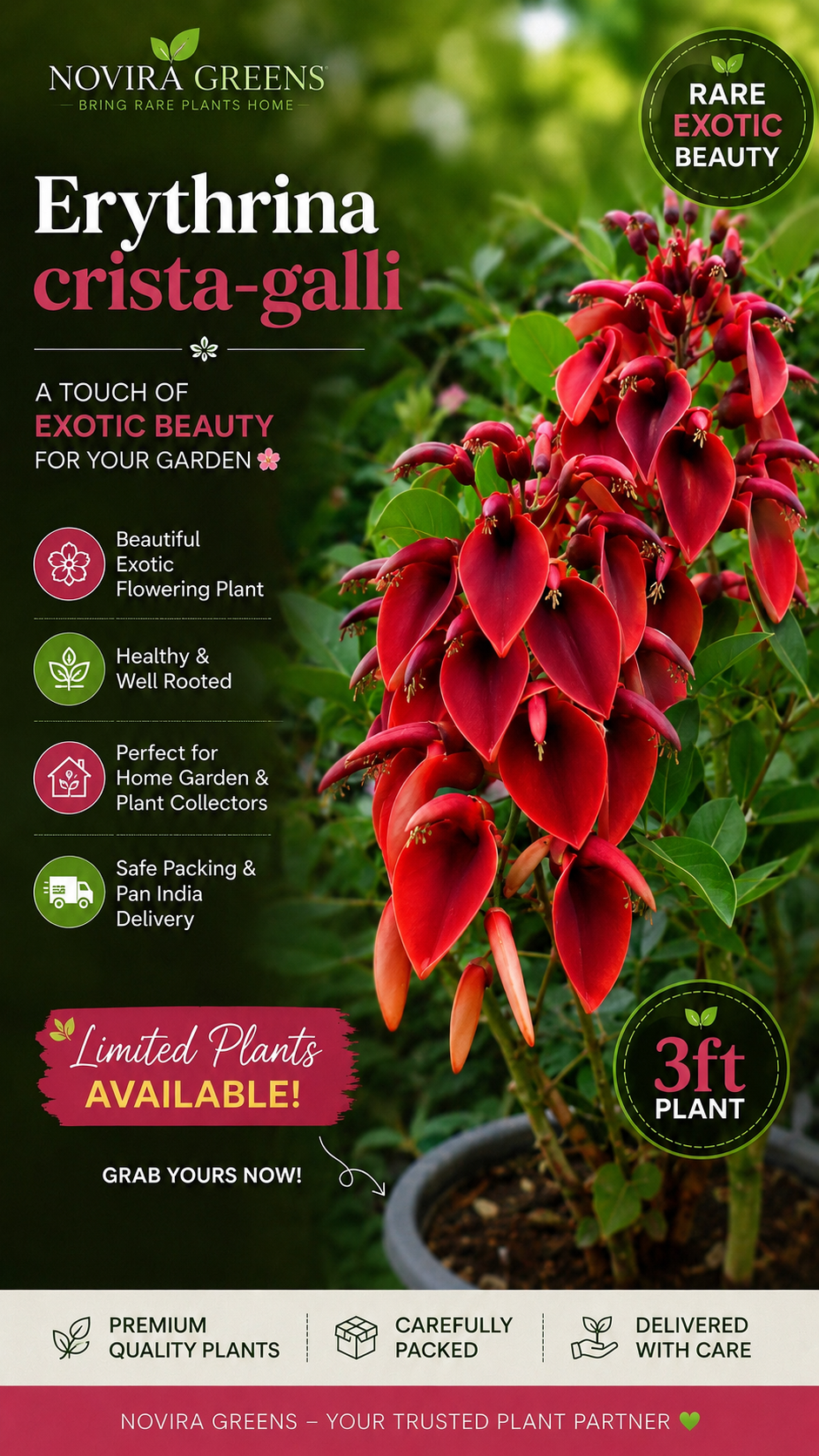 Erythrina crista-galli (Crybaby Tree / Cockspur Coral Tree) 3ft plants