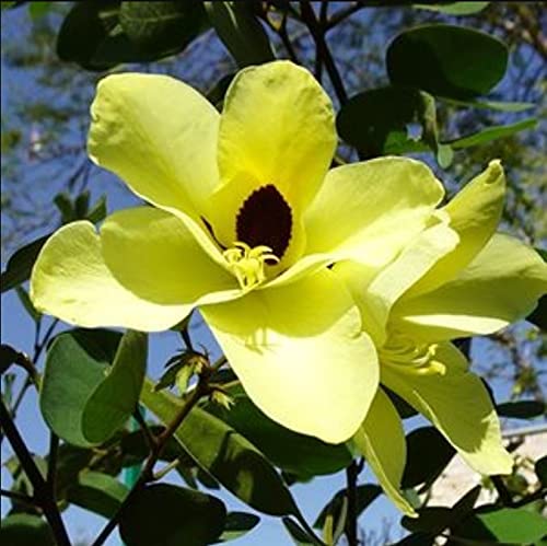 Bauhinia tomentosa (Yellow Bell Orchid Tree)