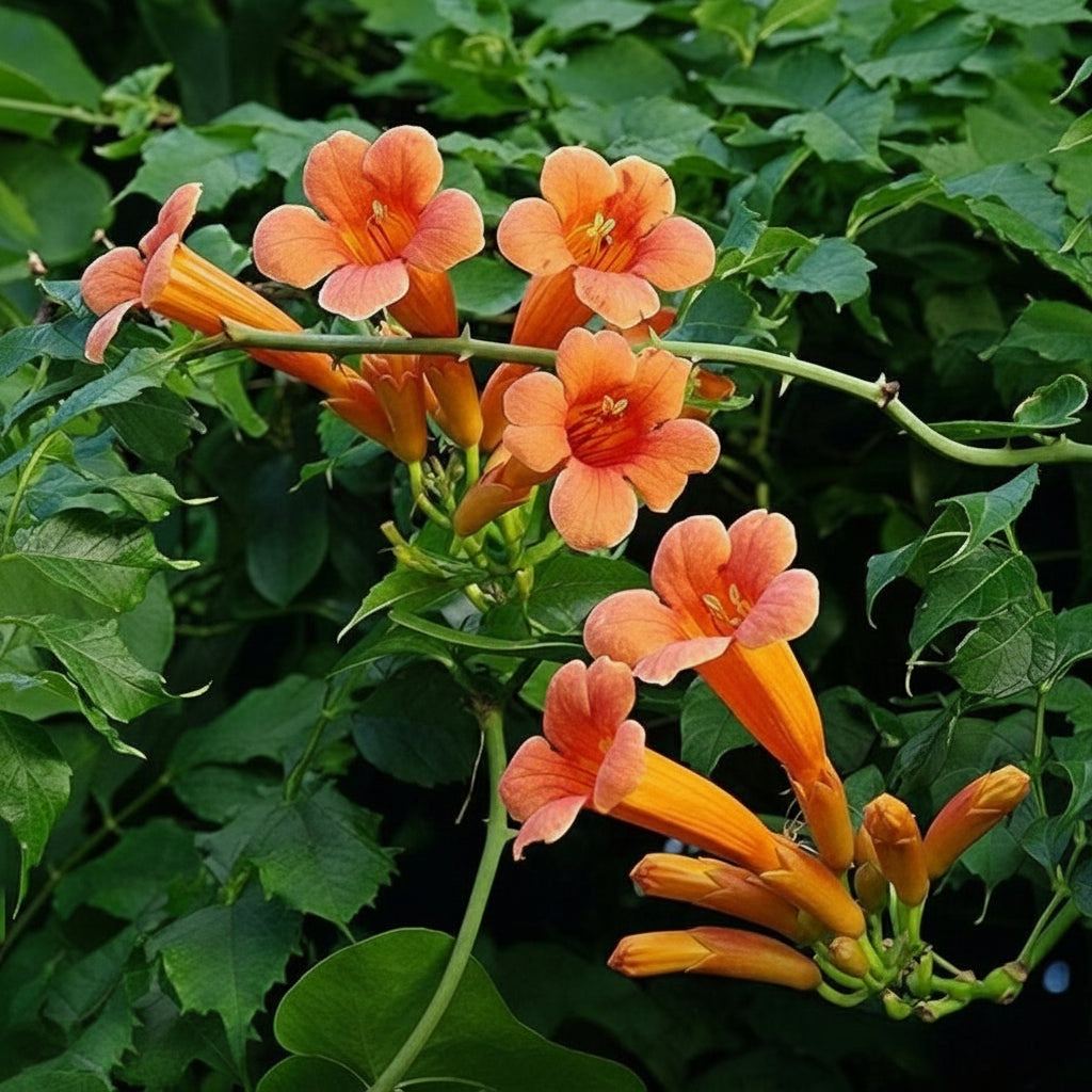 Campsis radican( American Trumpet Vine)