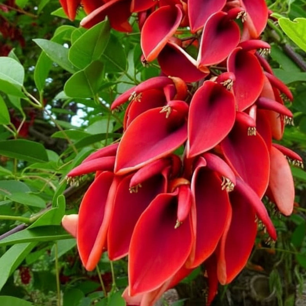 Erythrina crista-galli (Crybaby Tree / Cockspur Coral Tree) 3ft plants