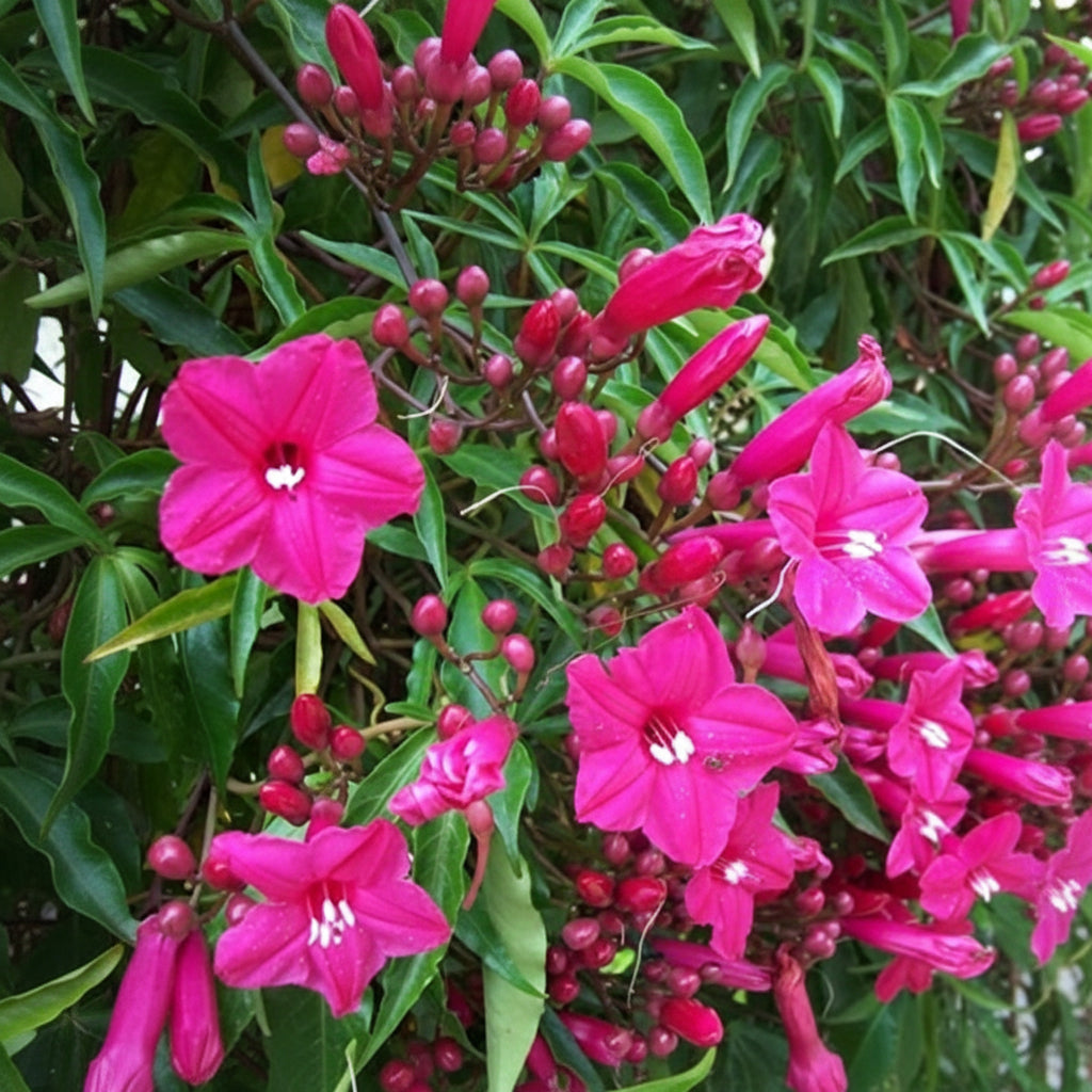 Ipomea Horsffalliae (Big plant with Flowers)