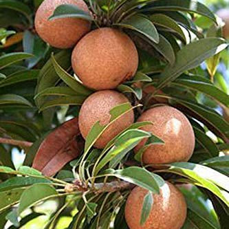 Sapota Fruit – Manilkara zapota (Chikoo / Sapodilla)