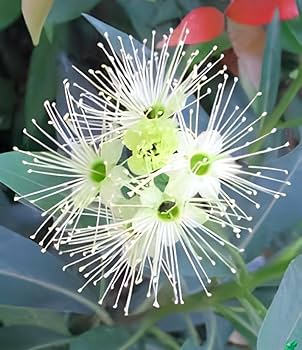 White Penda (Xanthostemon verticillatus)