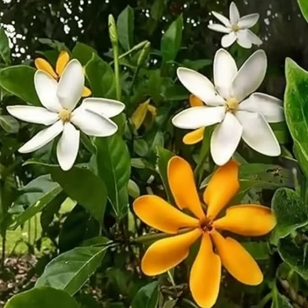 Golden Gardenia (Gardenia carinata)