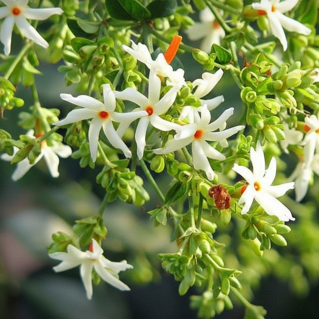 Pavizhamalli (Nyctanthes arbor-tristis)
