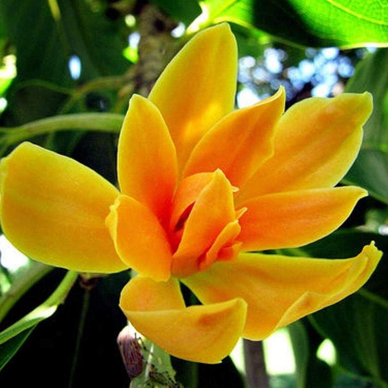 Champakam  (Michelia champaca)– Novira Greens