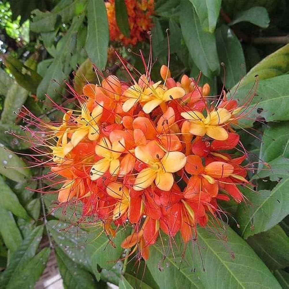 Saraca asoca (Ashoka Tree / Asoka Tree – “Ashoka Thetti”)