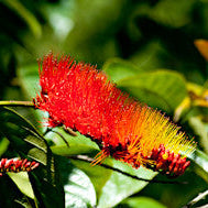 Combretum Rotundifolium (Monkey Brush Vine – Combretum rotundifolium)
