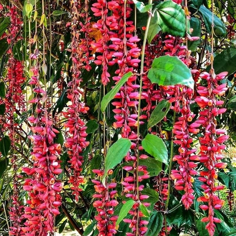 Thunbergia coccinea (Scarlet Clock Vine)