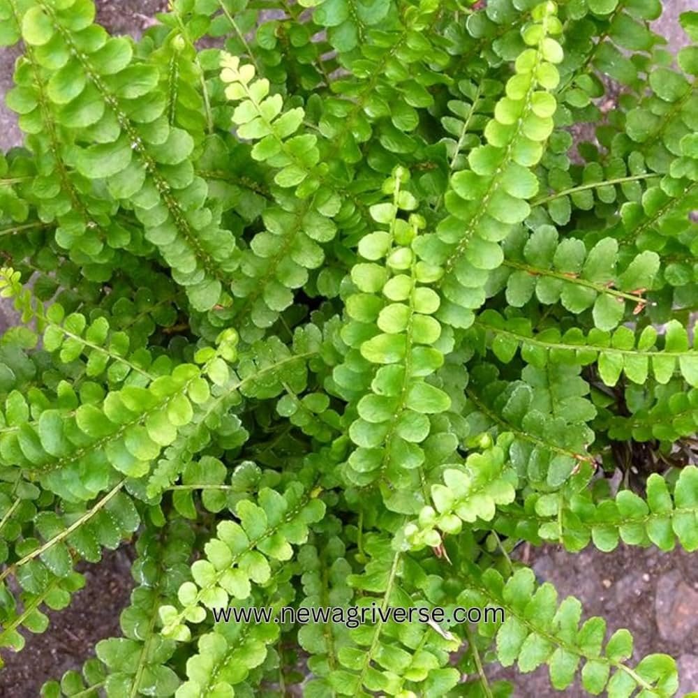 Lemon Butter Fern (Nephrolepis cordifolia ‘Lemon Butter’) – Novira Greens