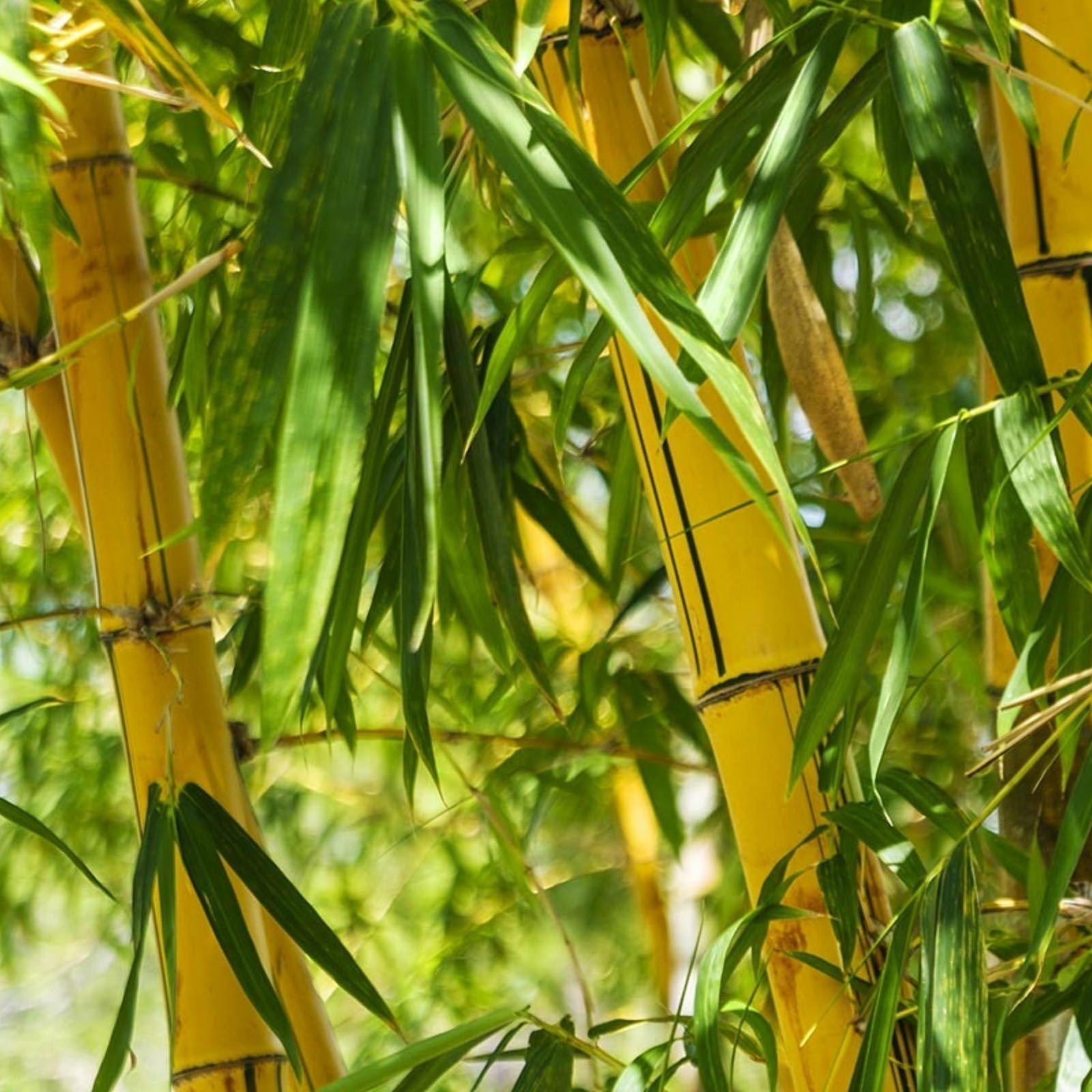 New Golden Bamboo (Bambusa vulgaris ‘Vittata’ – Golden Bamboo)