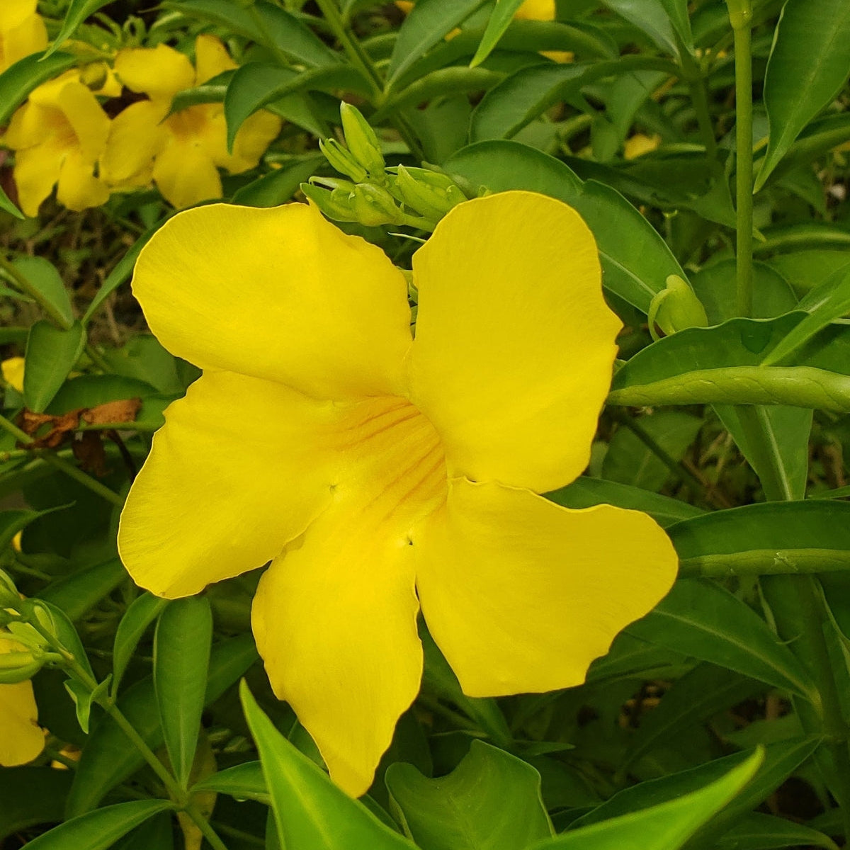 Allamanda cathartica (classic Yellow Allamanda)