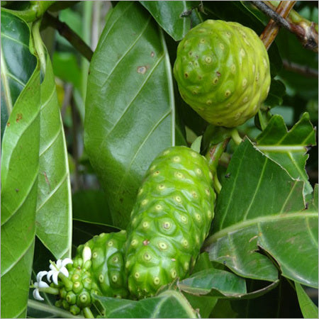 Morinda citrifolia – Noni Plant – Novira Greens