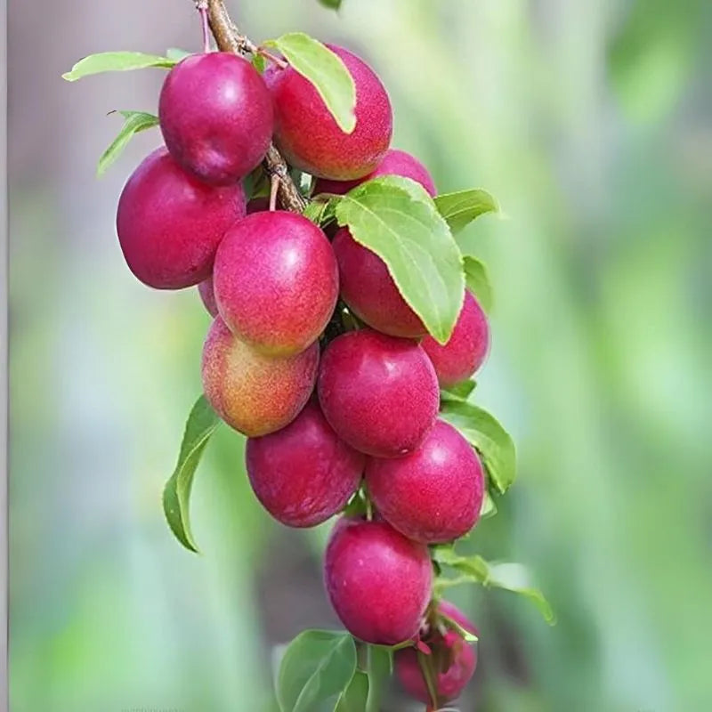 Ber Apple (Ziziphus mauritiana) – Novira Greens