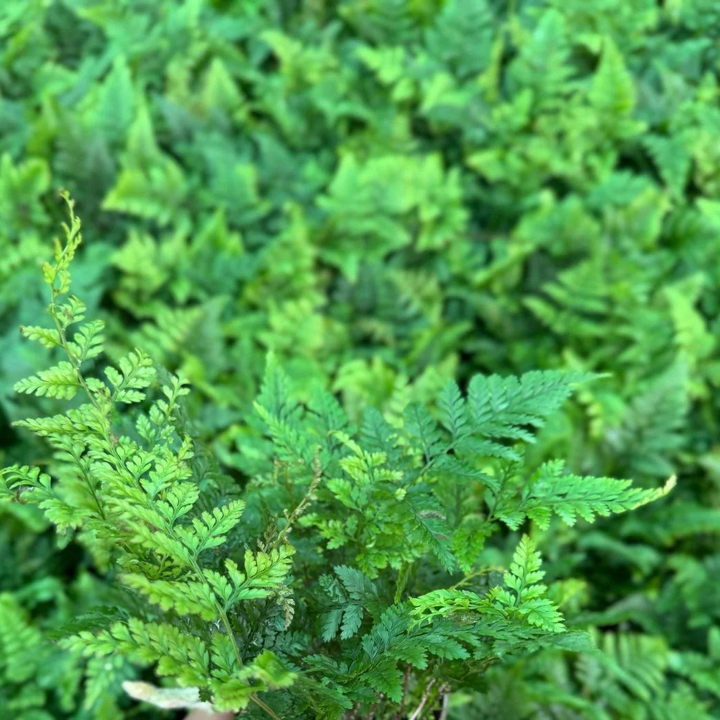 Davallia fejeensis (Rabbit Foot Fern) – Novira Greens