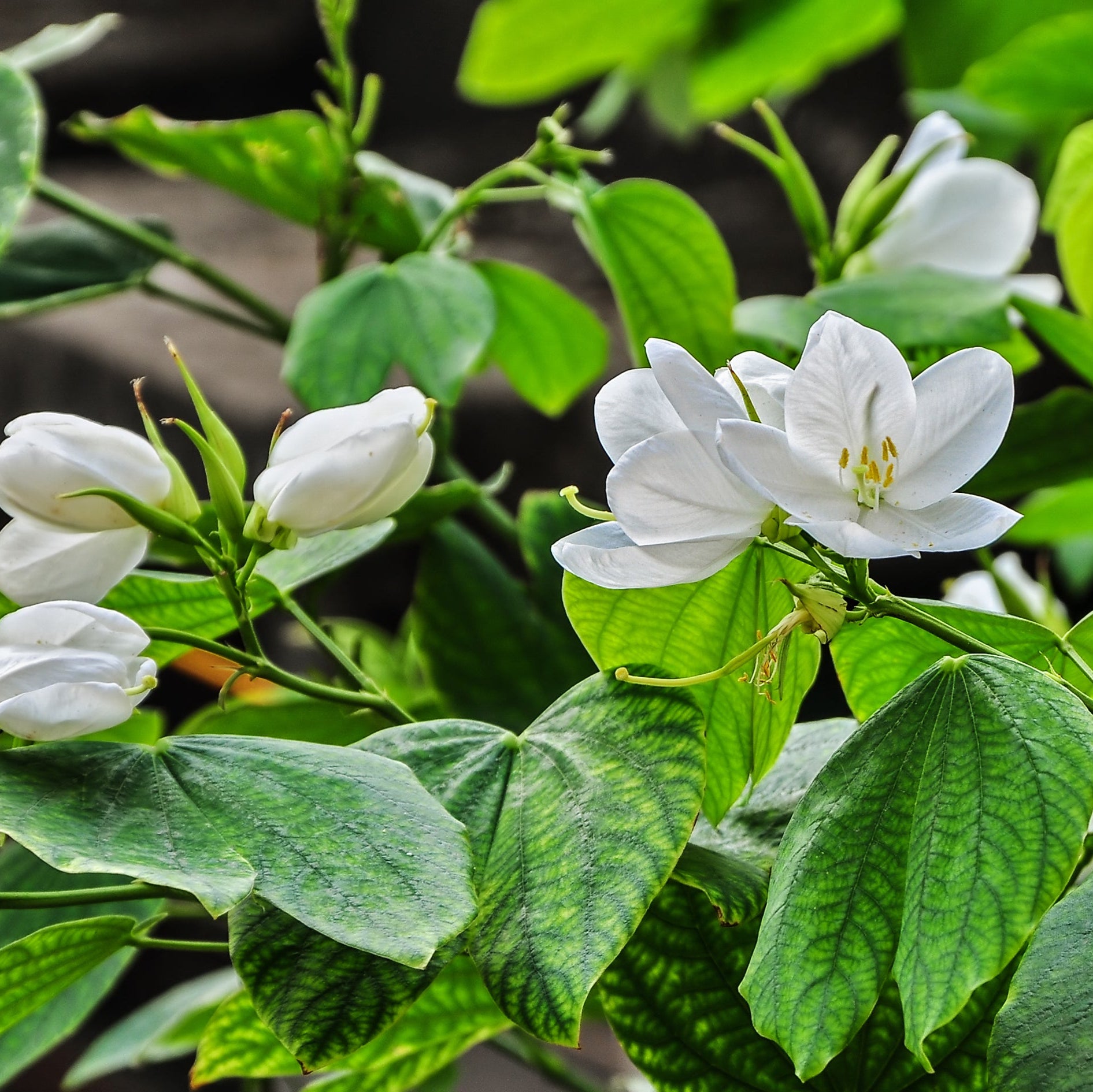 Bauhinia acuminata (White Orchid Tree)