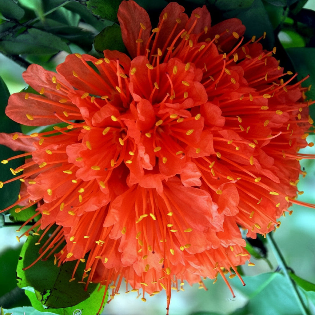 Brownea coccinea (Scarlet Flame Bean Tree)