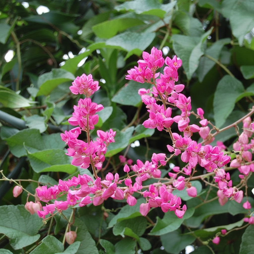 Antigonon leptopus(Coral Vine)