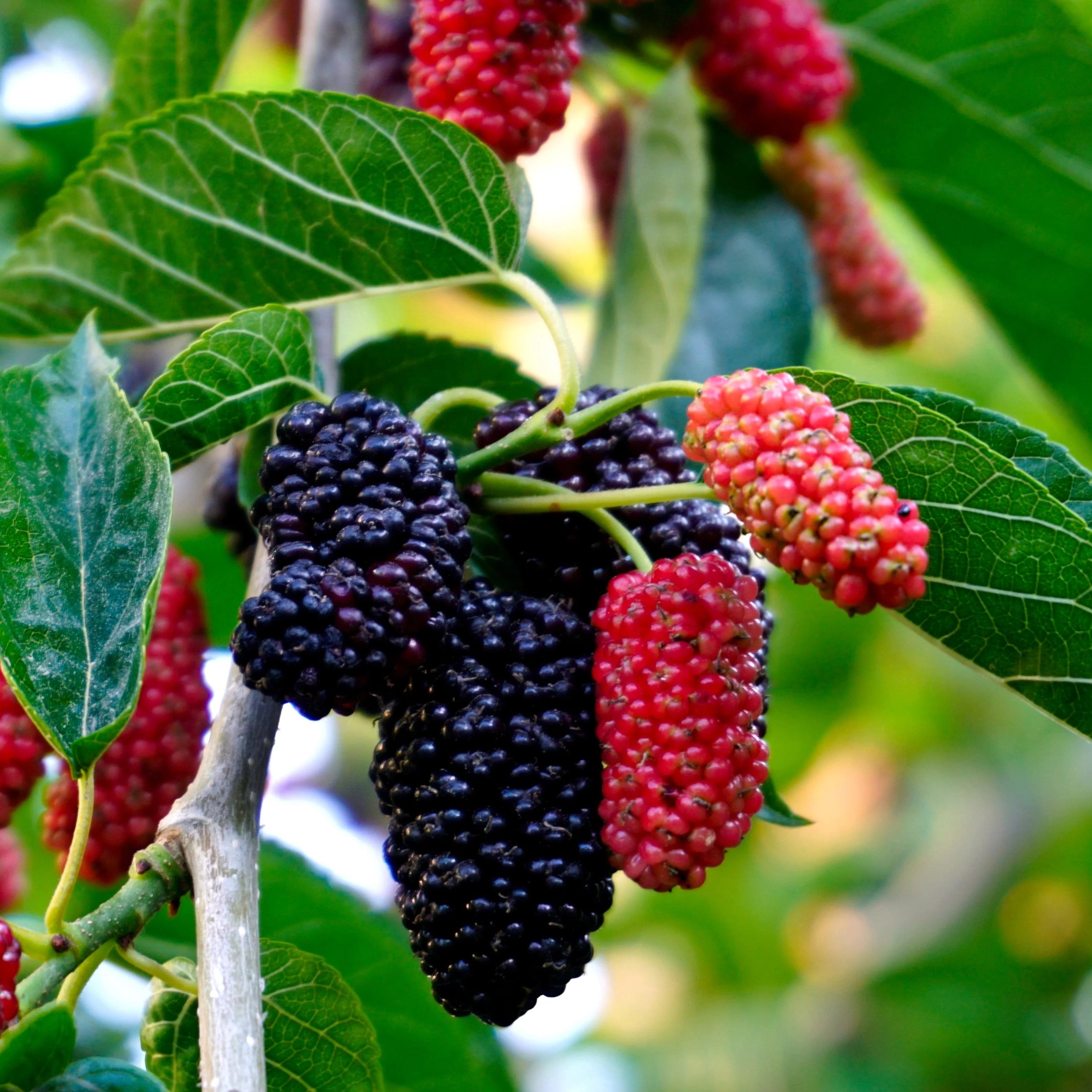 Mulberry (Morus alba / Morus nigra)