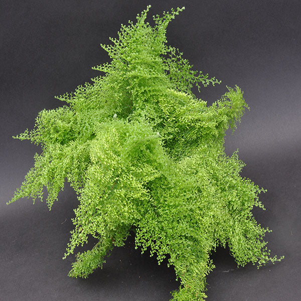 Nephrolepis exaltata ‘Cotton Candy’ (Cotton Candy Fern) – Novira Greens