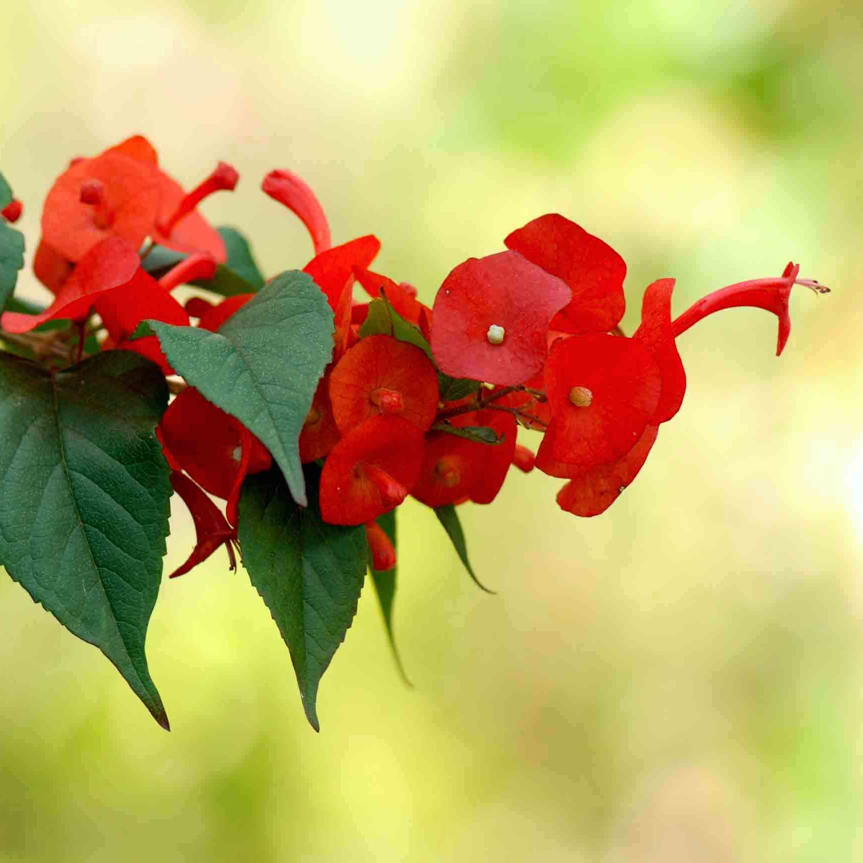 Chinese Manhat (Holmskioldia sanguinea)