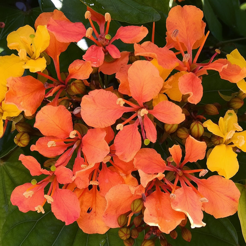 Bauhinia bidentata