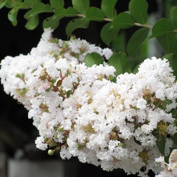 Lagerstroemia Indica (Crape Myrtle – Lagerstroemia indica) Mayflower