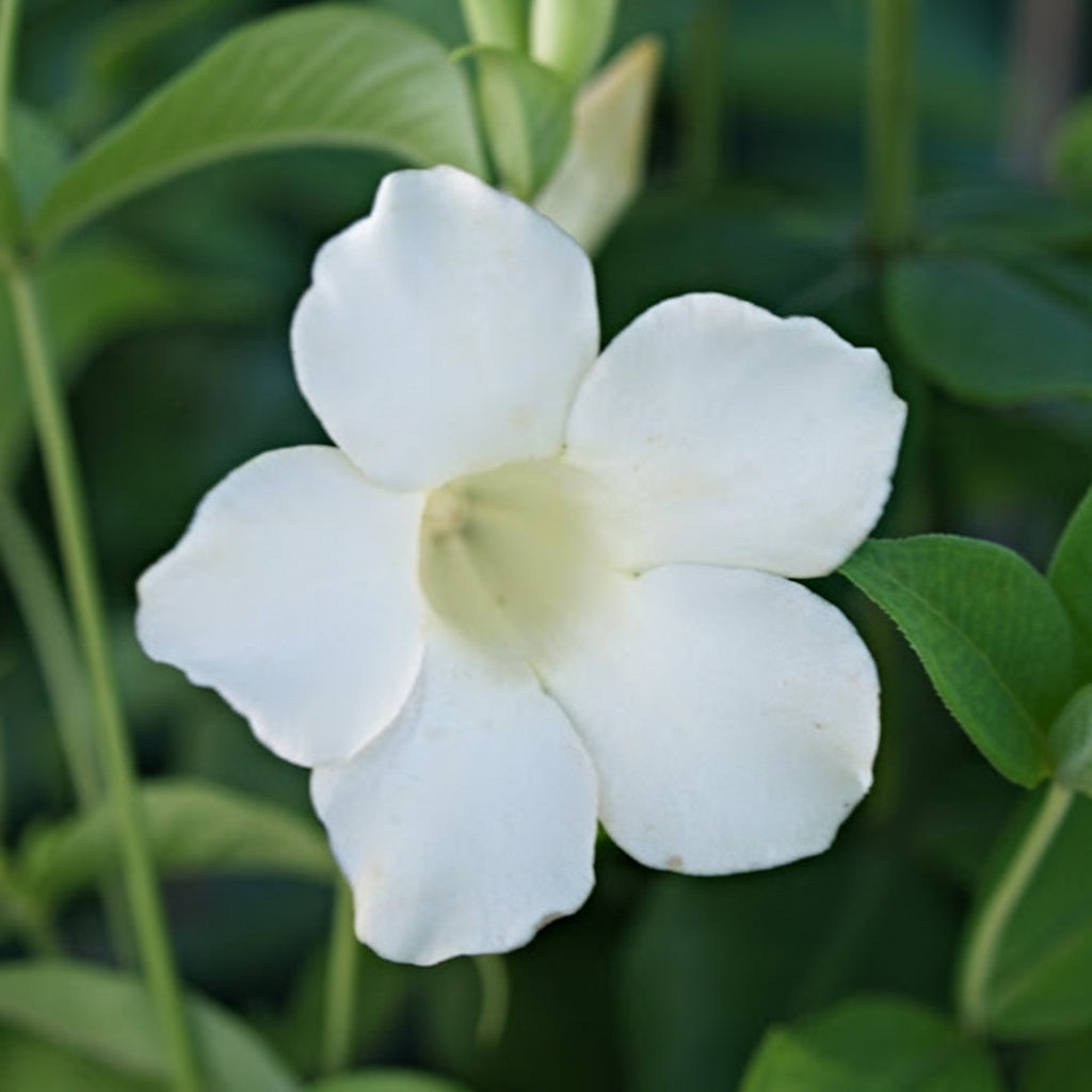 White Allamanda (Allamanda blanchetii ‘White’)