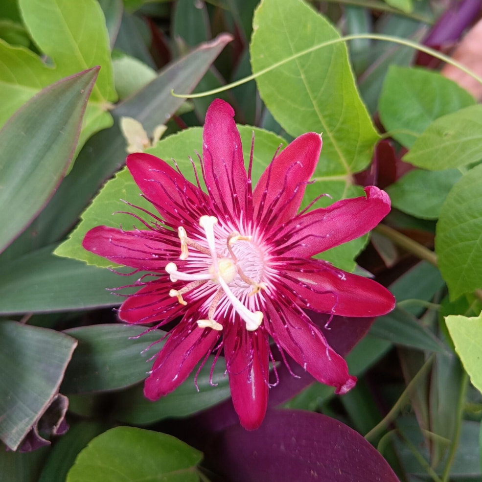 Pink Passiflora