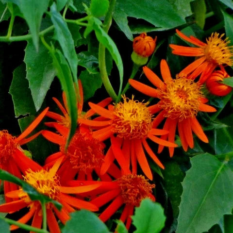 Mexican Flame Vine (Pseudogynoxys chenopodioides)