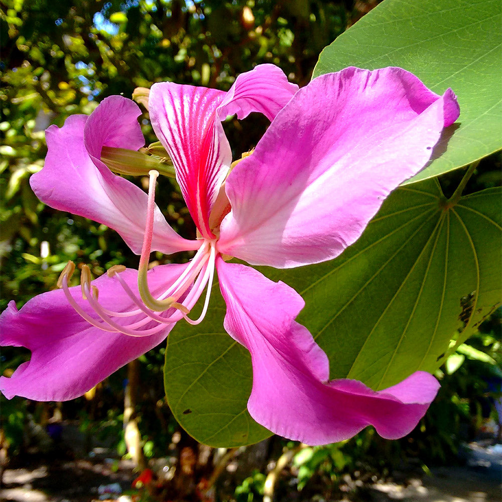 Bauhinia purpurea (Purple Orchid Tree)