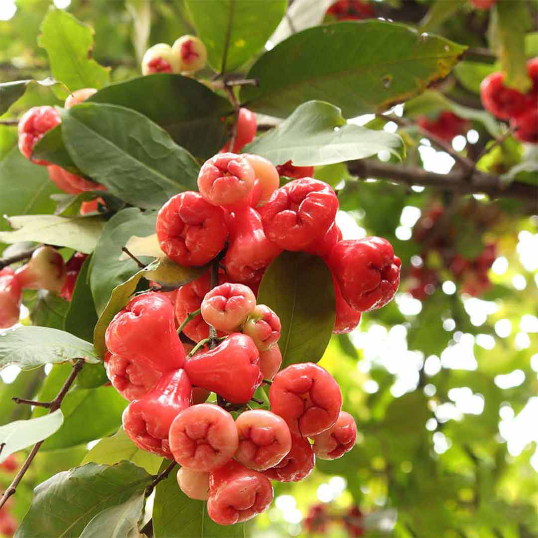 Seedless Water Apple